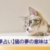 猫の夢